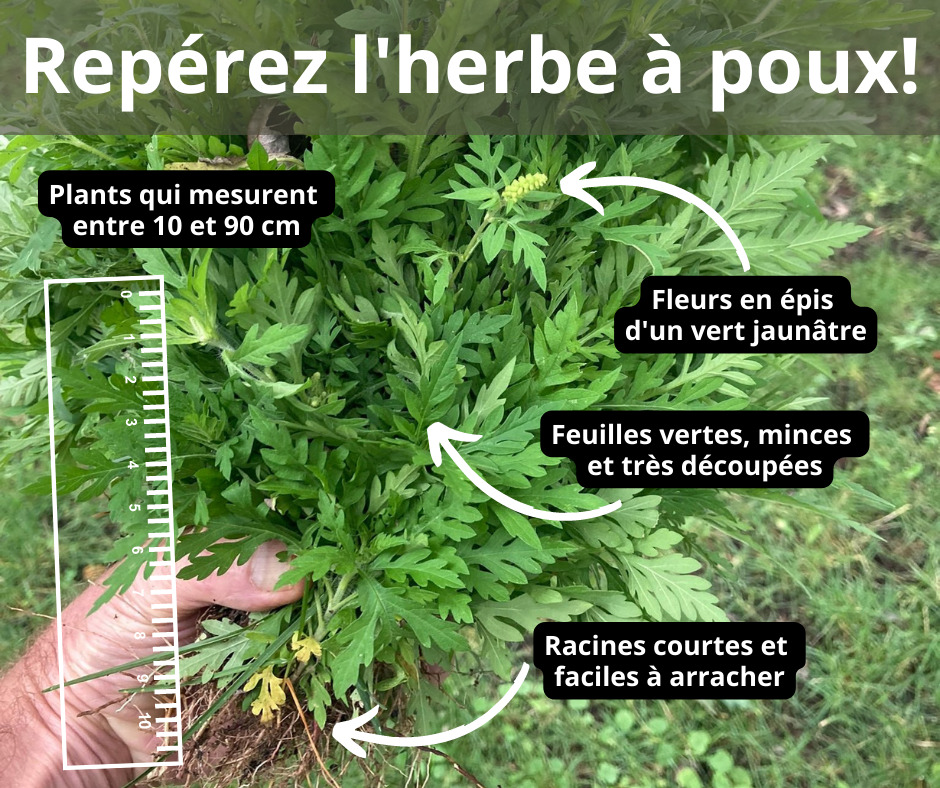 Herbe à poux : avez-vous fait votre part d’arrachage?