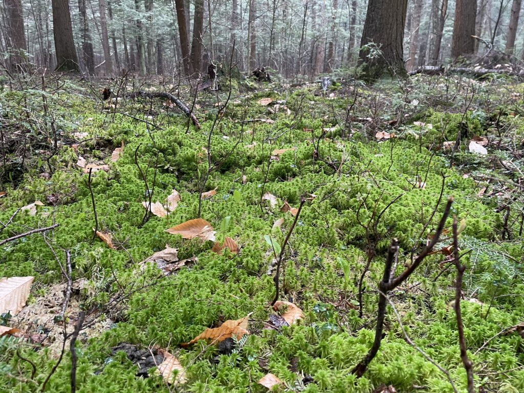 Protection des milieux naturels :  Mont-Saint-Hilaire délimite un peu plus de 70 milieux humides